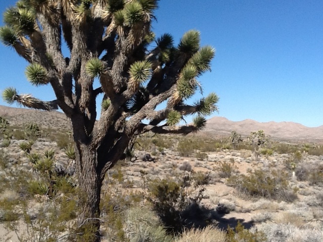 Many fear that century-old Joshua trees will be destroy during construction.